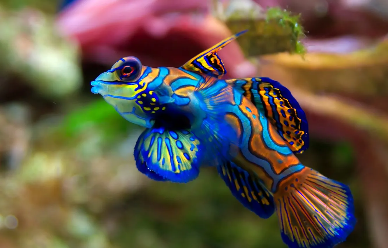 Photo wallpaper sea, water, fish, nature, color, fish