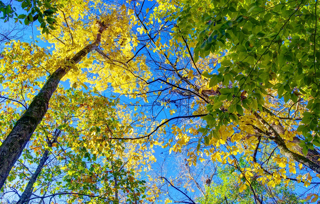 Photo wallpaper autumn, the sky, leaves, trees, crown