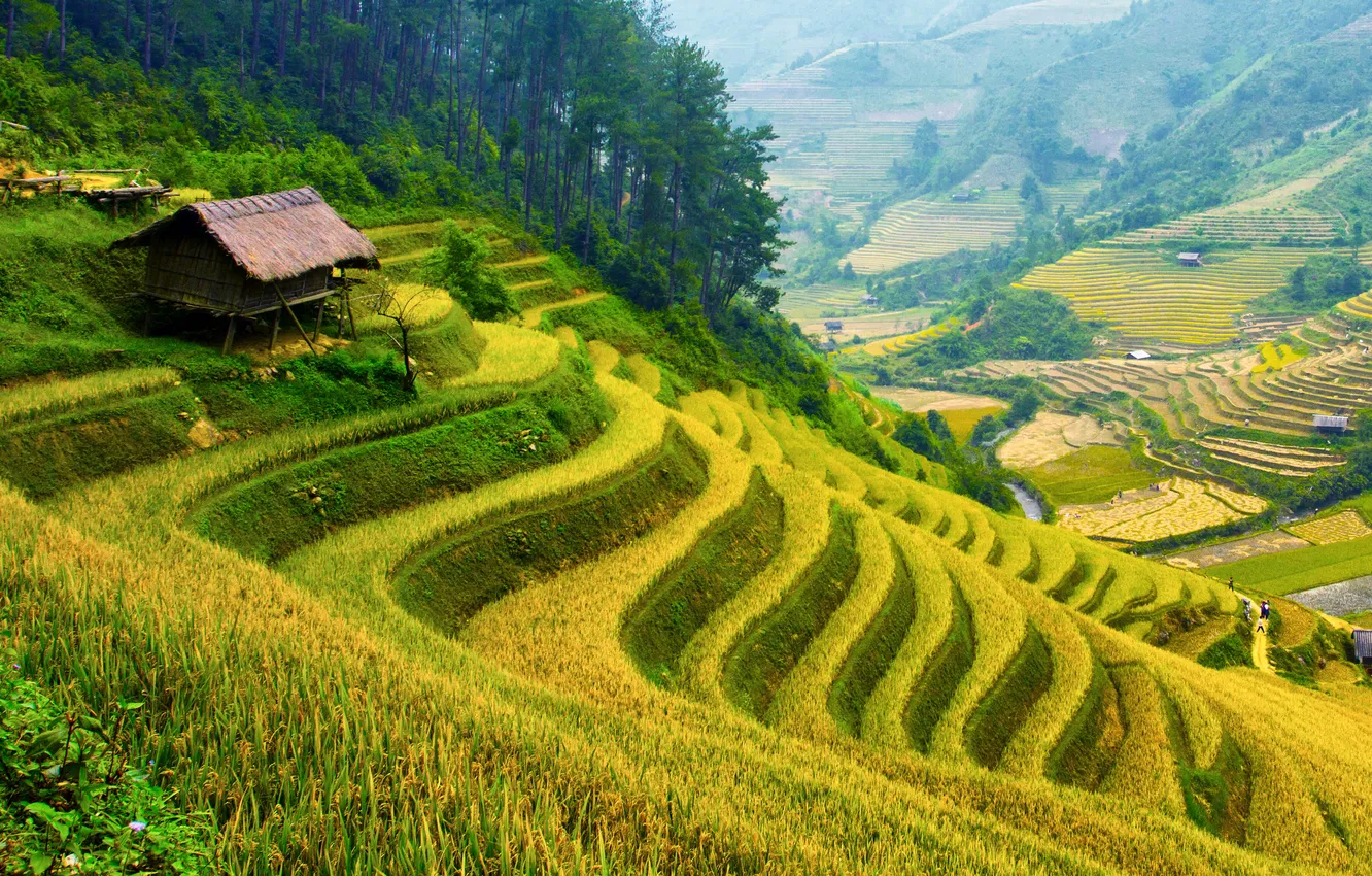 Wallpaper trees, mountains, greens, houses, plantation, field for ...