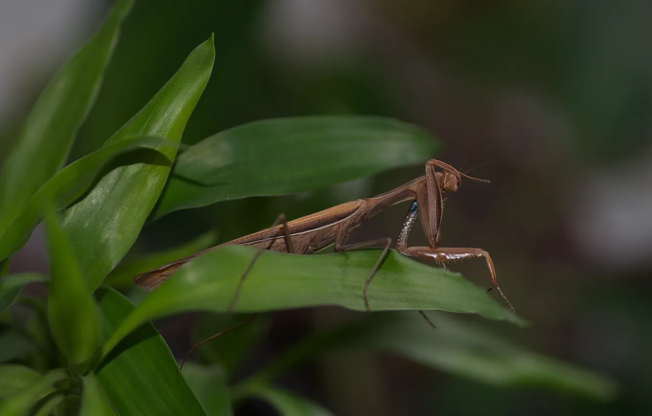 Photo wallpaper macro, mantis, bamboo