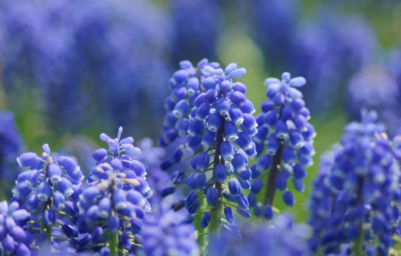 Photo wallpaper macro, flowers, focus, lilac, Muscari