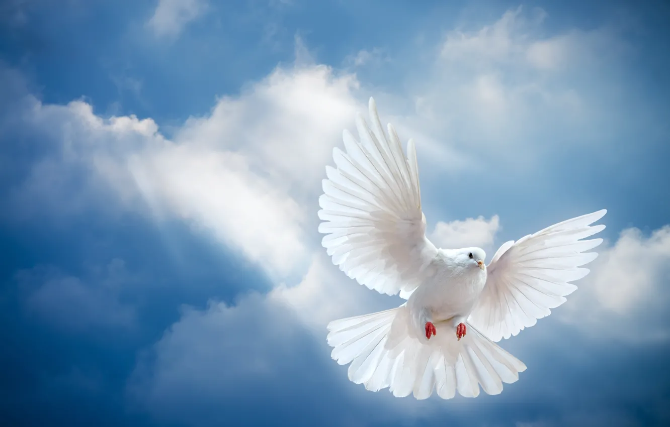 Photo wallpaper the sky, light, bird, the world, white, peace, the rays of the sun, sky, dove, …
