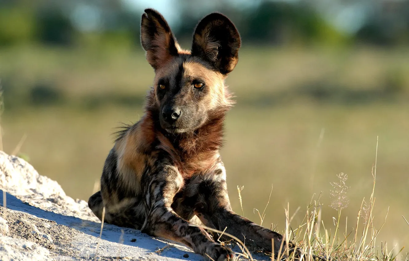 Photo wallpaper look, dog, predator, family, Wild, canids