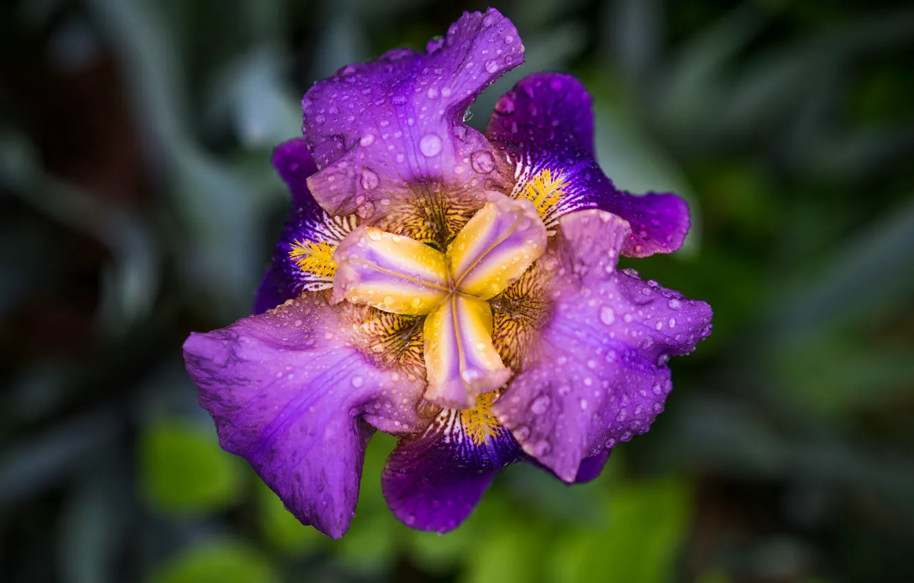 Photo wallpaper flower, drops, petals, iris