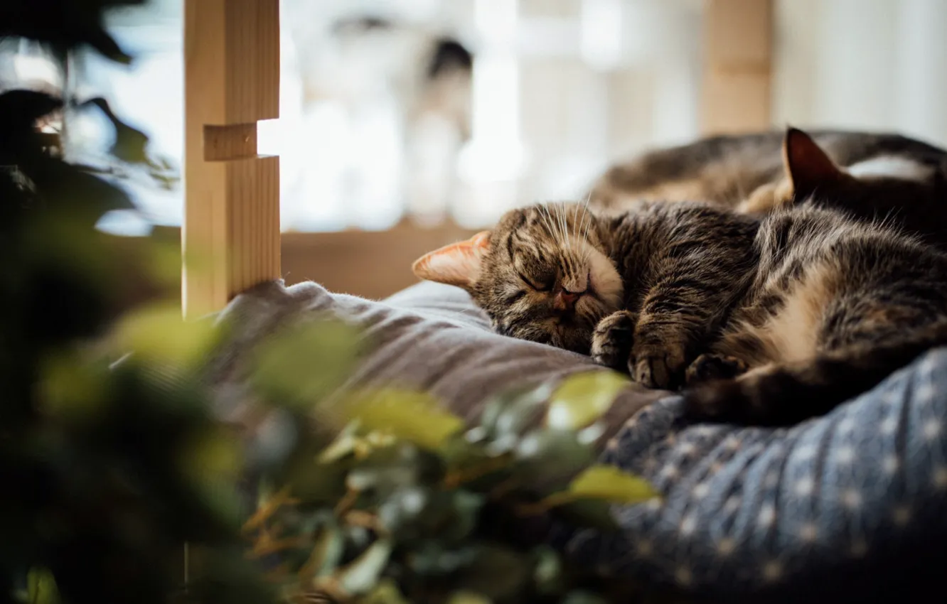 Photo wallpaper cat, comfort, home