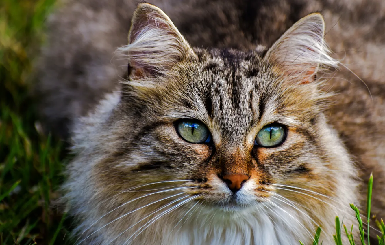 Photo wallpaper cat, cat, look, face, pose, portrait, green eyes, fluffy