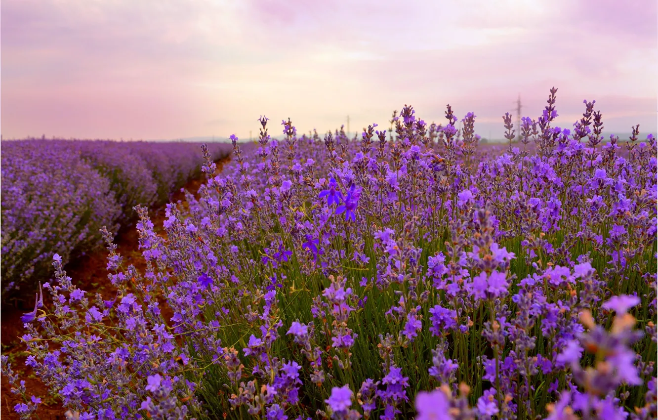 Photo wallpaper Lavender, Lavender, Field, Lavender field