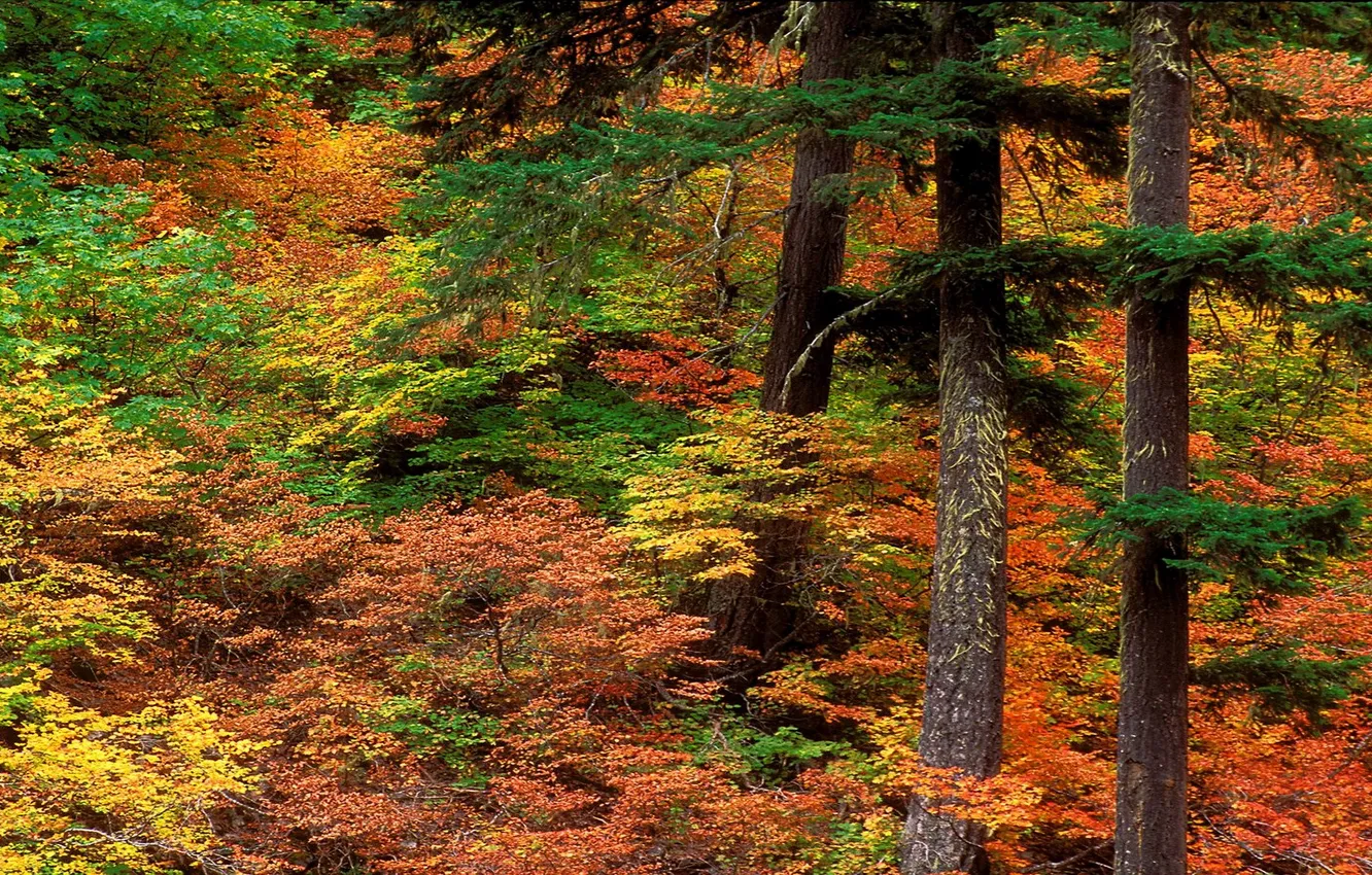 Photo wallpaper autumn, forest, trees, paint, the bushes, brightness