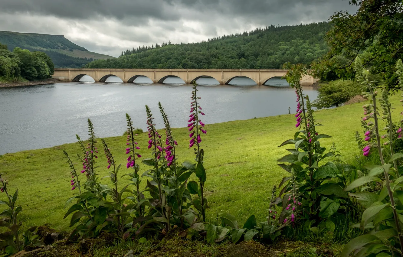 Photo wallpaper greens, forest, summer, grass, flowers, bridge, shore, arch