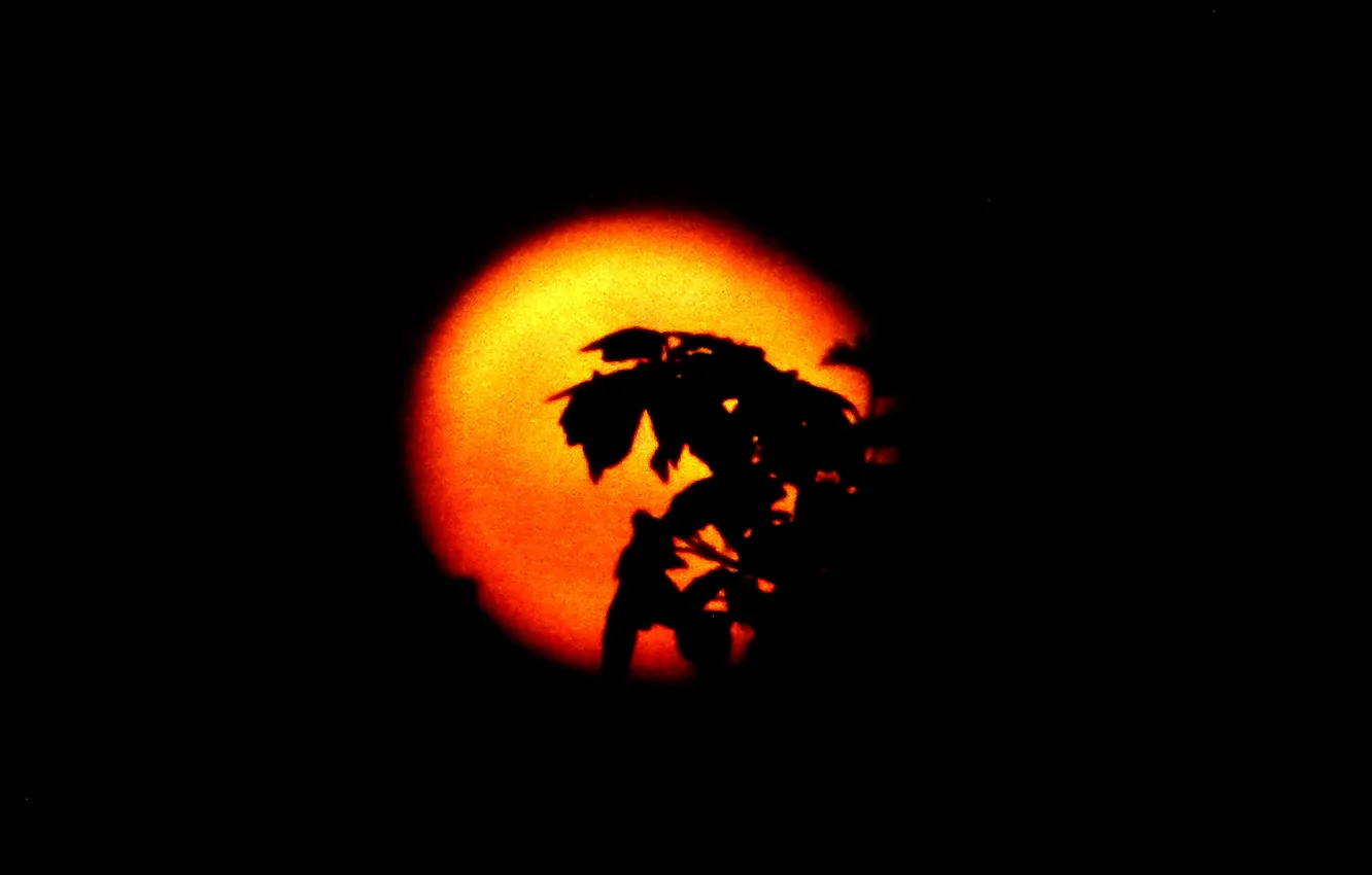 Photo wallpaper the sky, leaves, branches, silhouette, Shine