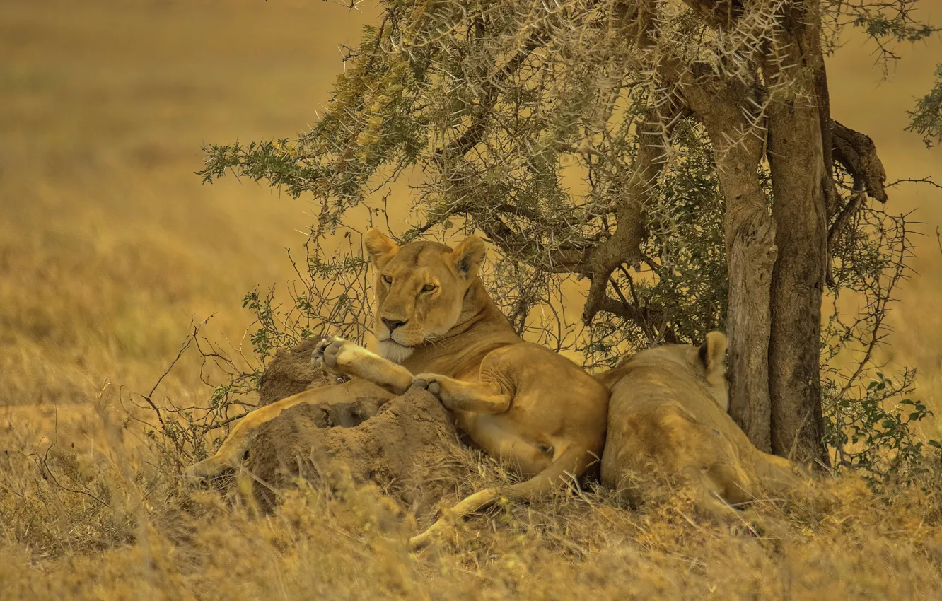Photo wallpaper Africa, lioness, pride