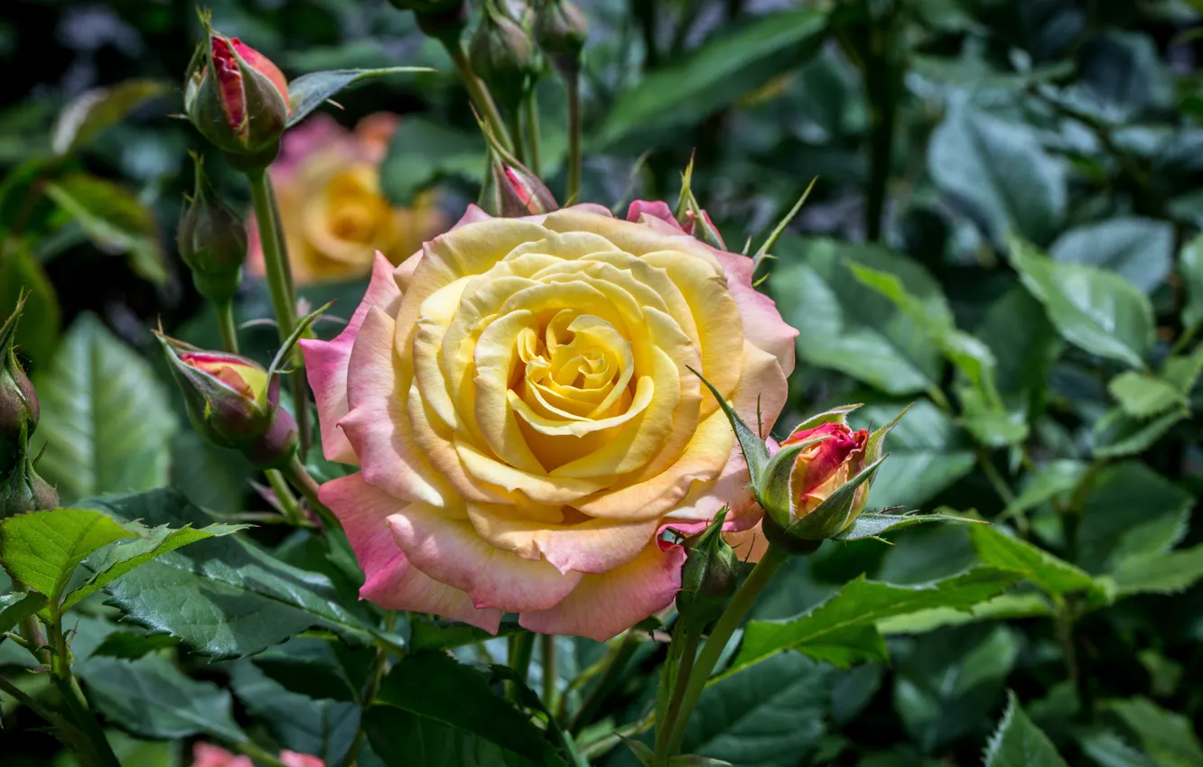 Photo wallpaper leaves, roses, buds