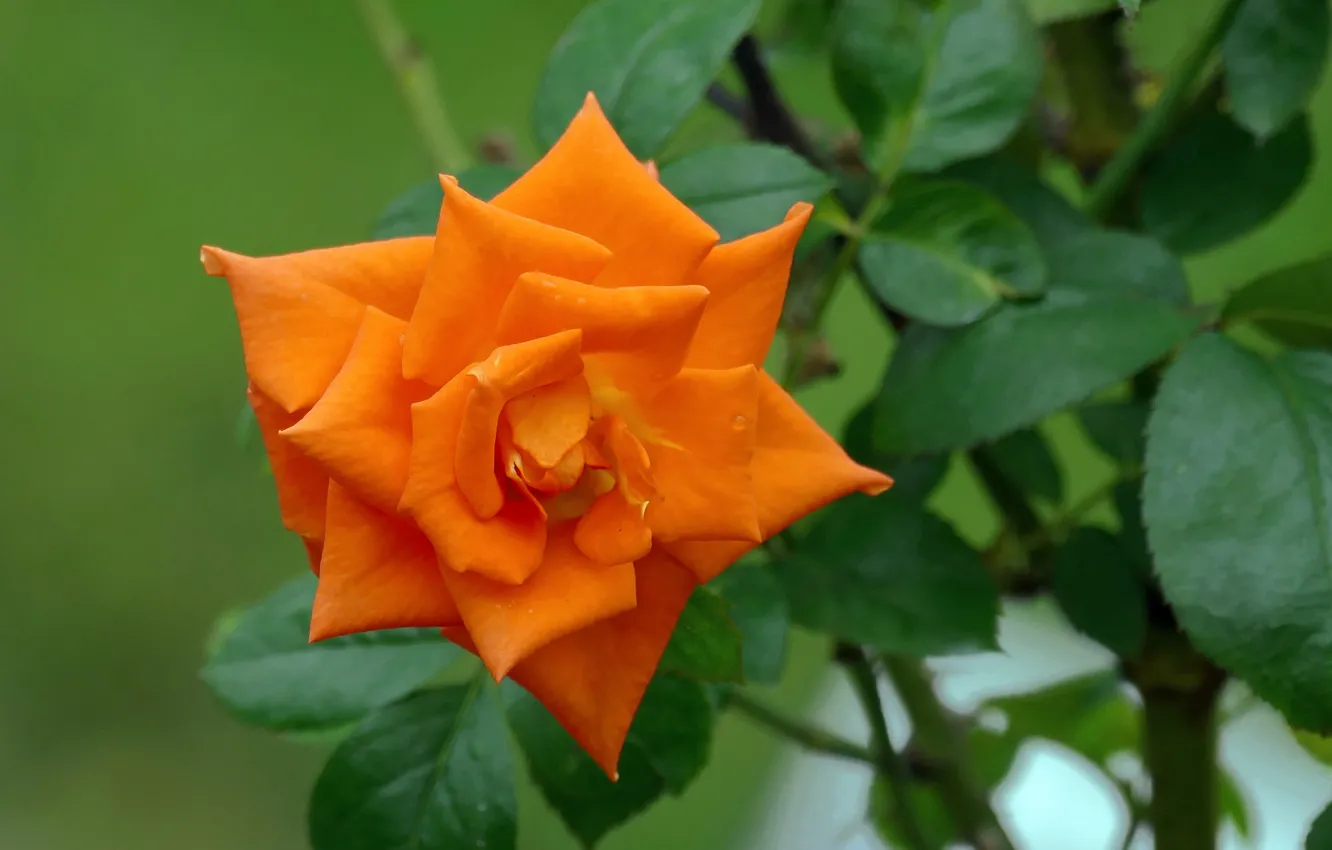 Photo wallpaper flowers, roses, flowering