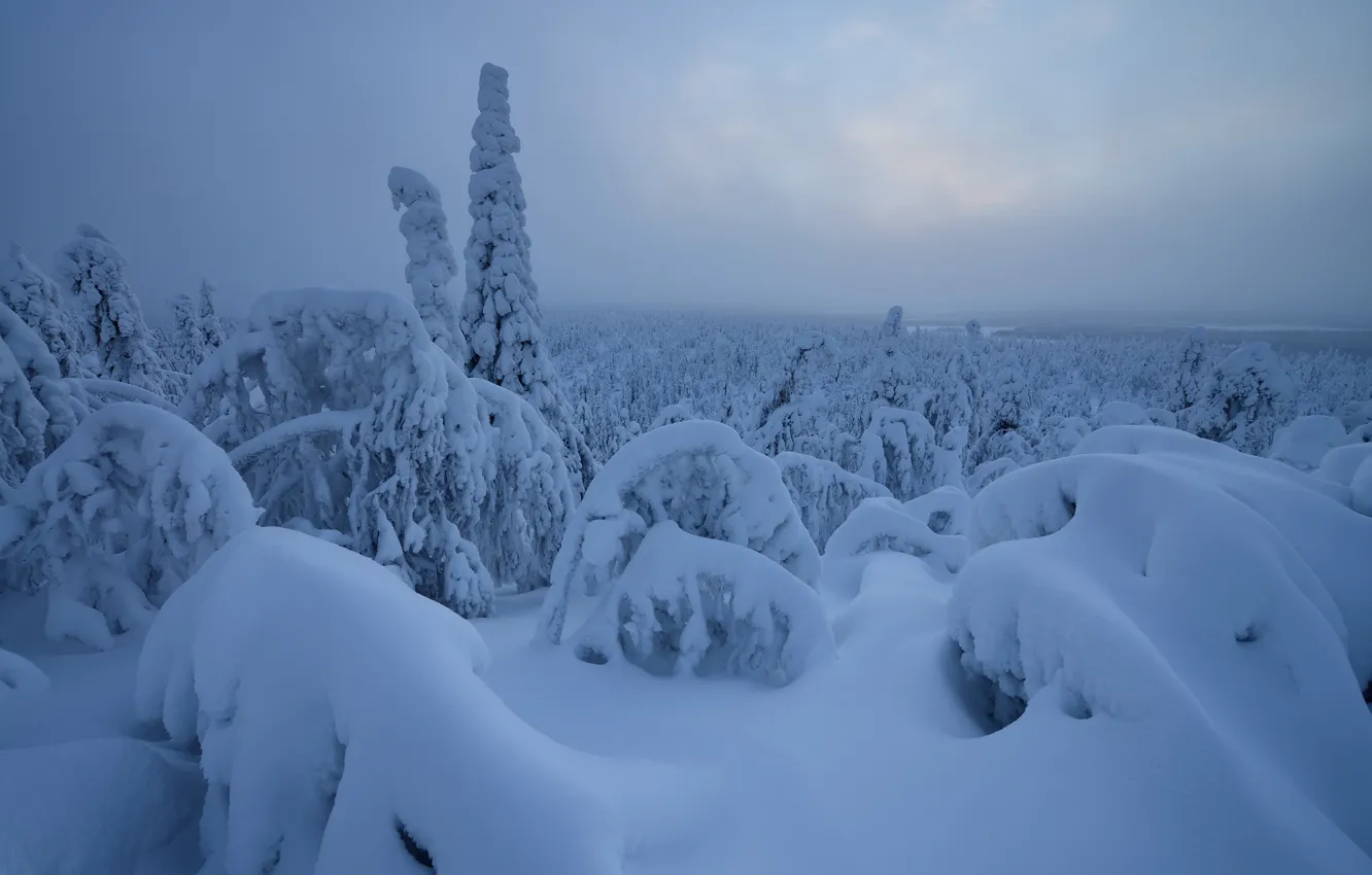 Photo wallpaper winter, forest, snow, trees, Hand, the snow, Finland, Finland