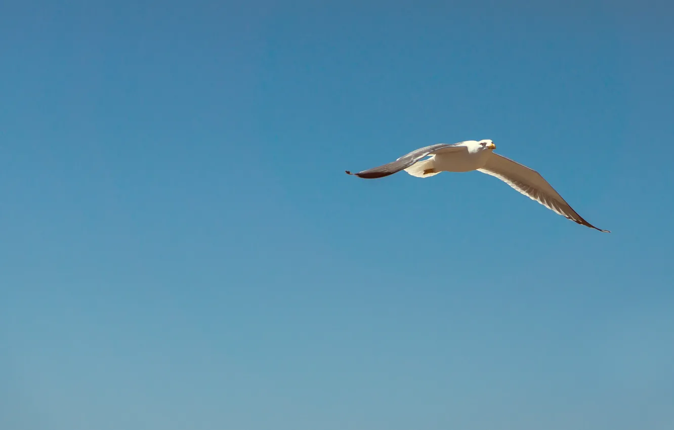 Photo wallpaper sky, flying, blue, seagull