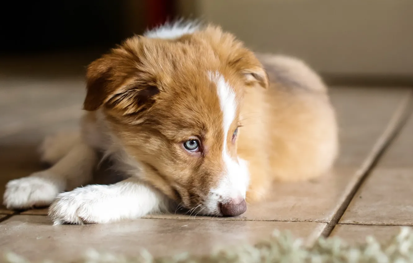 Photo wallpaper home, dog, puppy