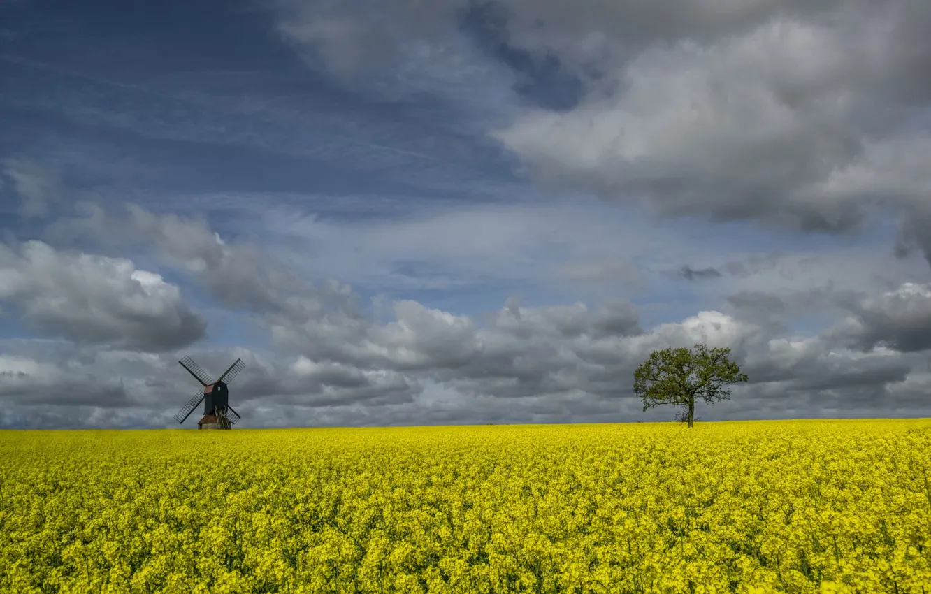 Photo wallpaper field, trees, flowers, England, rape, windmill, Stevington, Bedfordshire