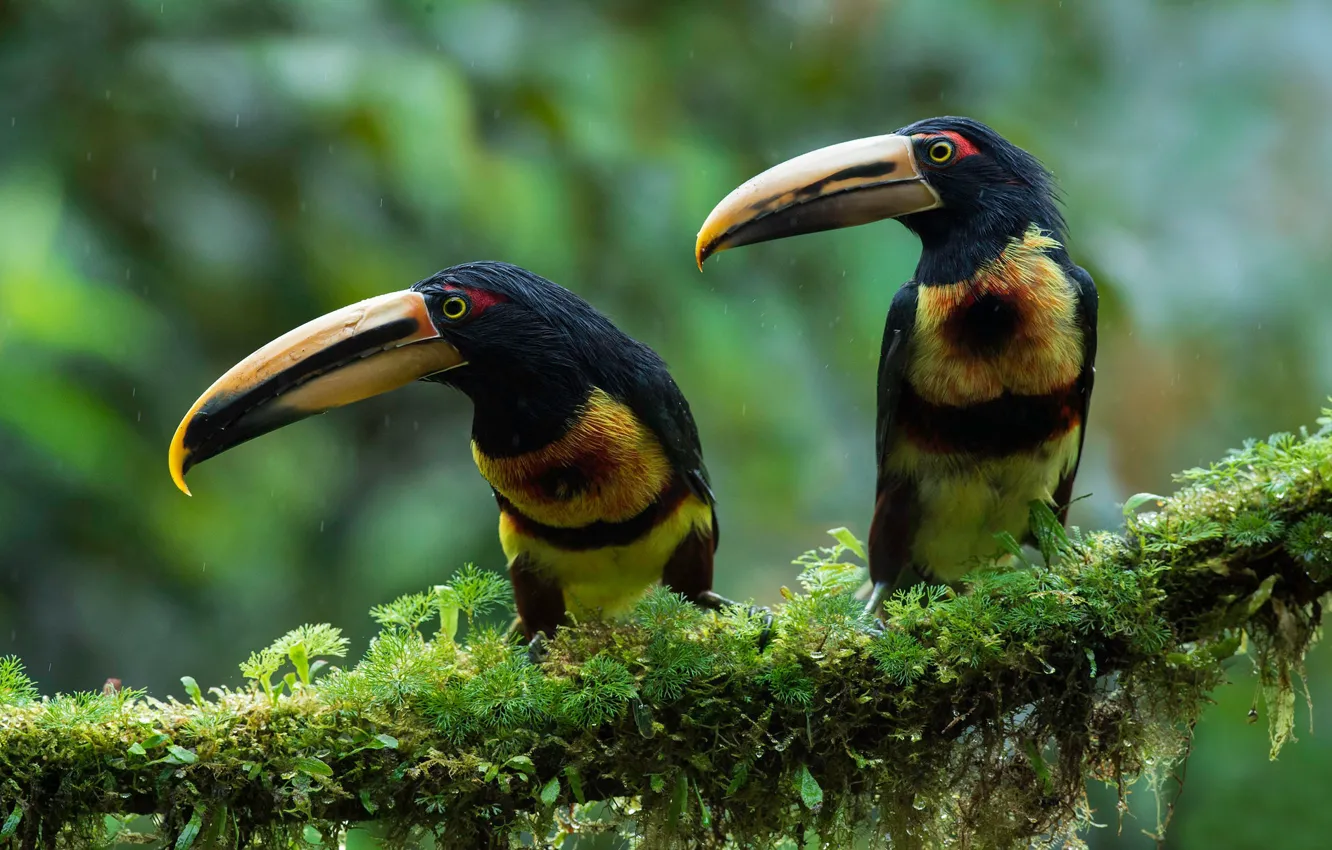 Photo wallpaper branches, rain, bird, a couple, Duo, Toucan, Svetlovy aracari