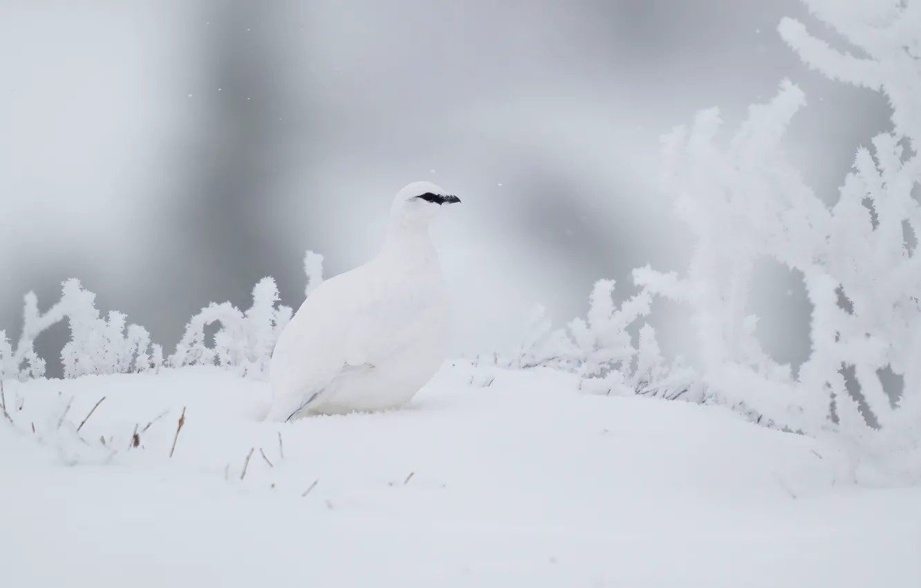 Photo wallpaper winter, frost, white, snow, branches, fog, bird, in the snow