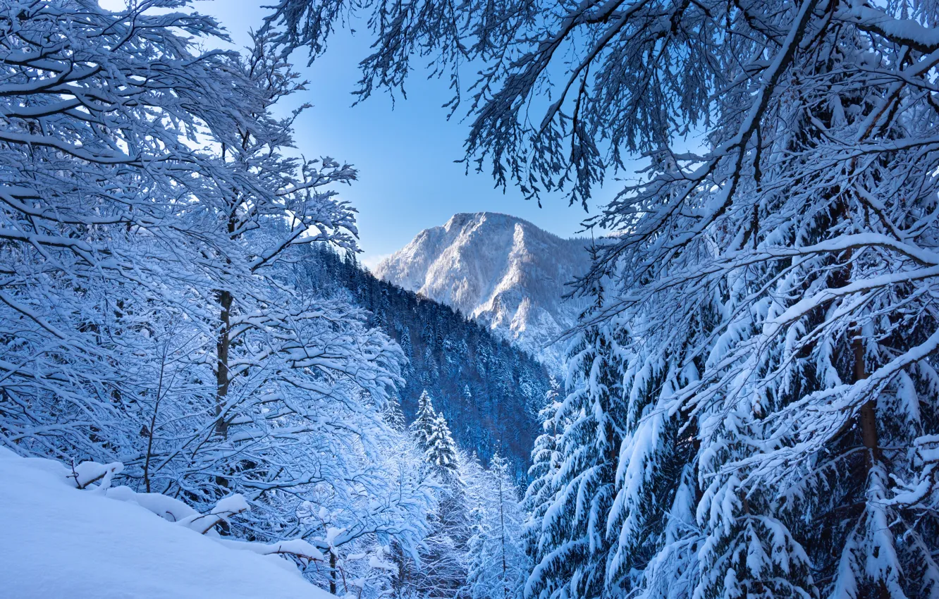 Photo wallpaper winter, forest, snow, trees, mountains, branches, Austria, Alps