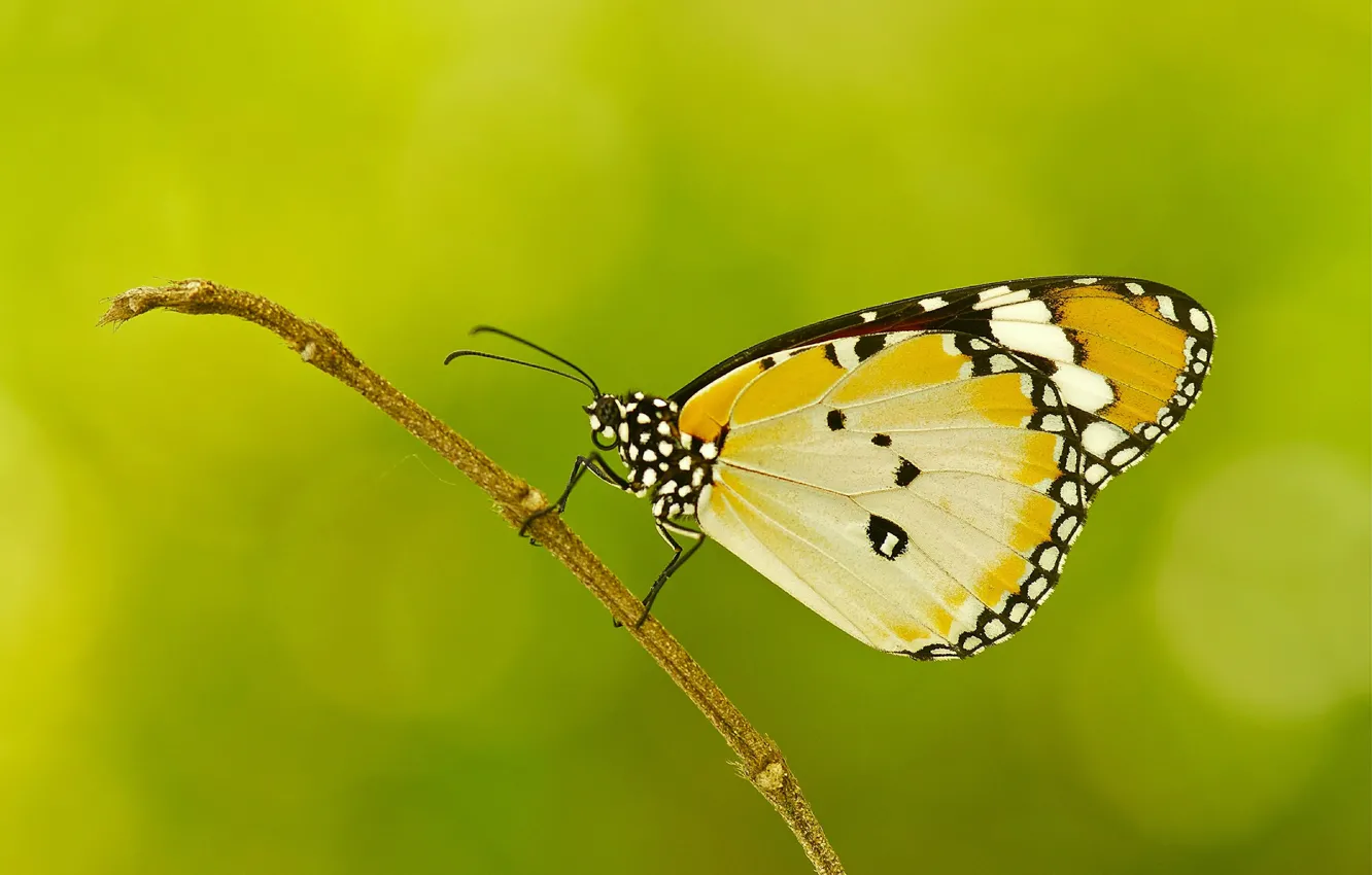 Photo wallpaper sprig, pattern, butterfly, plant, wings, moth
