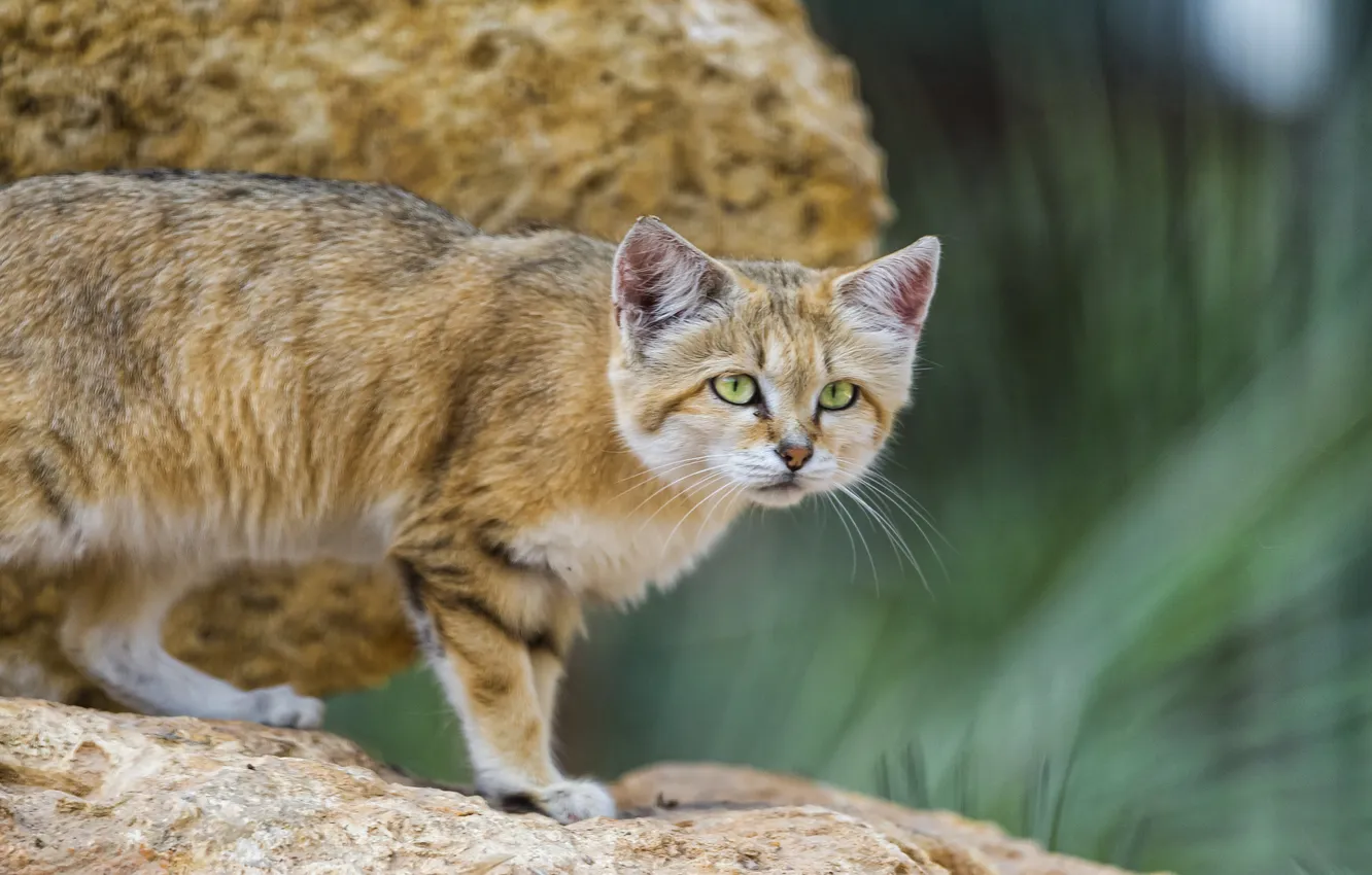 Photo wallpaper cat, sandy the cat, ©Tambako The Jaguar, sand cat