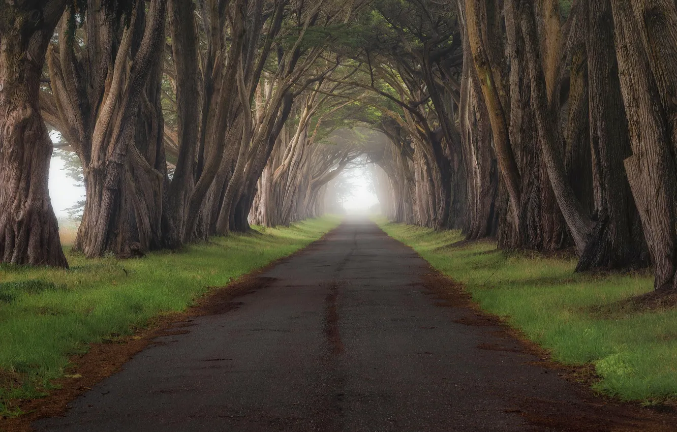 Photo wallpaper road, grass, trees, fog, CA, the tunnel, Point Reyes