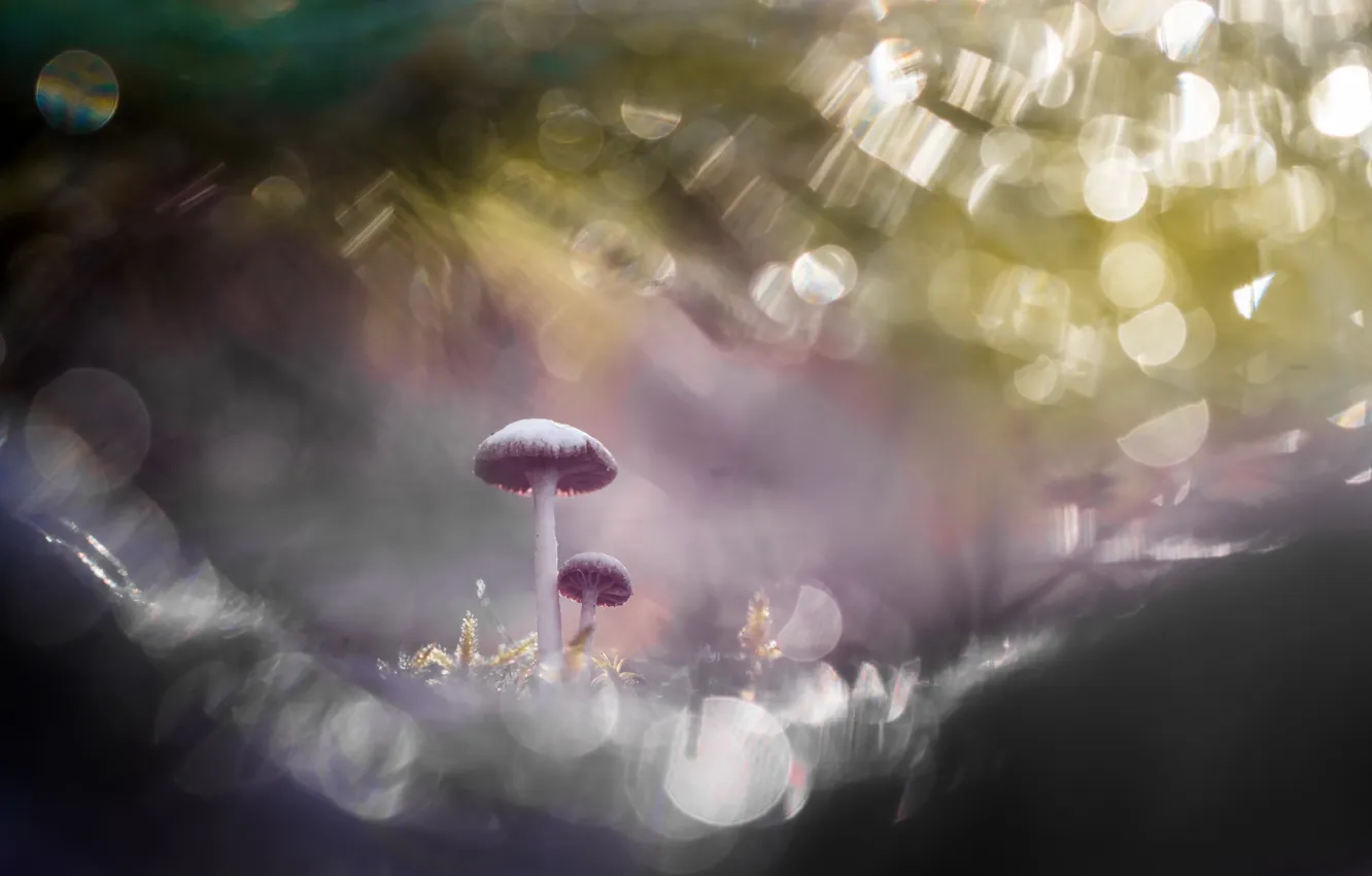 Photo wallpaper nature, background, mushrooms