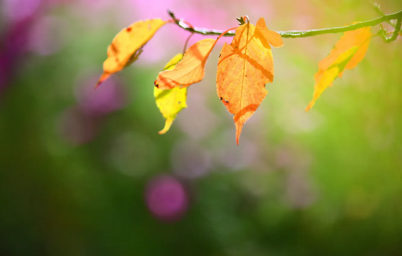 Photo wallpaper leaves, macro, nature