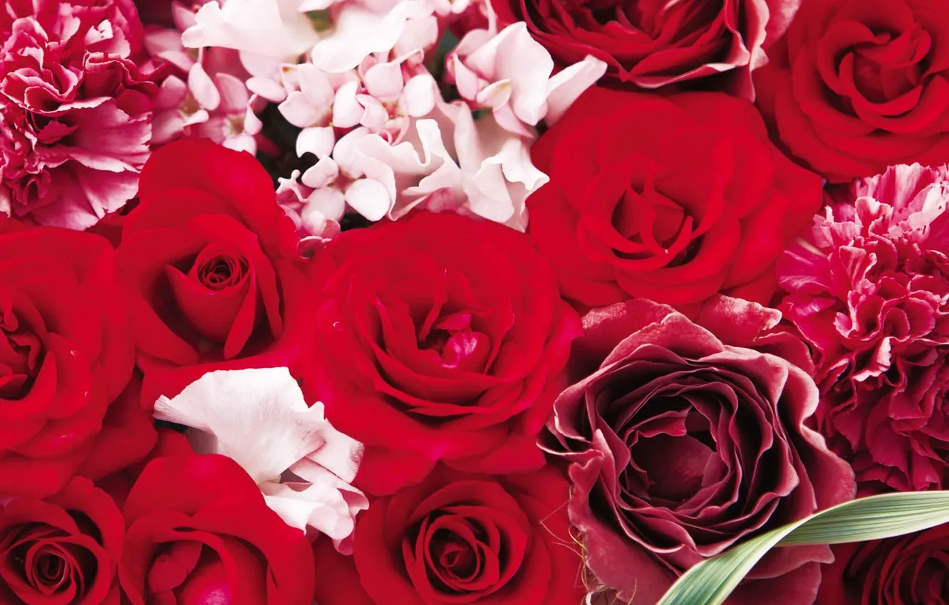 Photo wallpaper roses, bouquet, red, buds