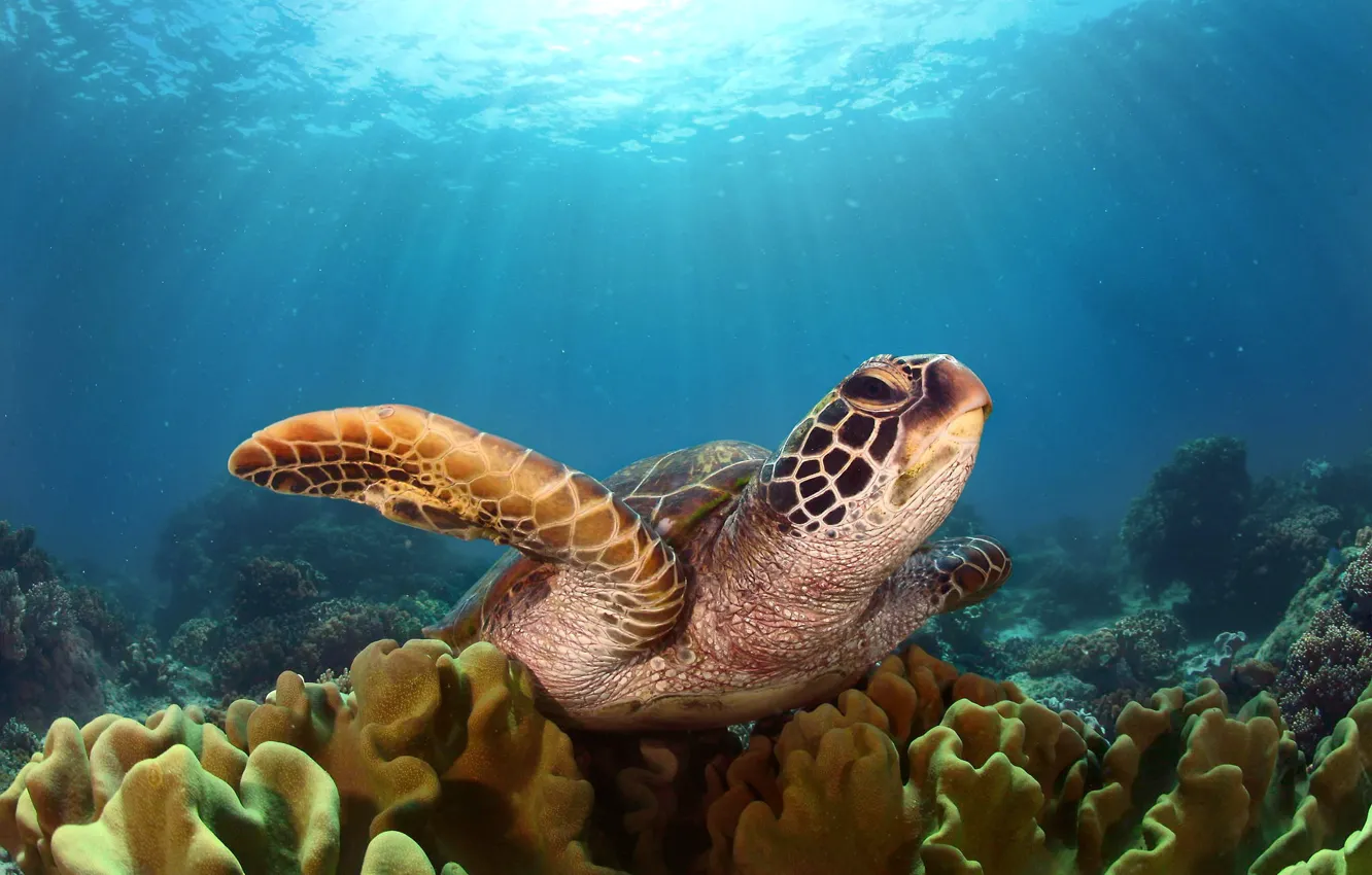 Photo wallpaper sea, light, the ocean, turtle, under water