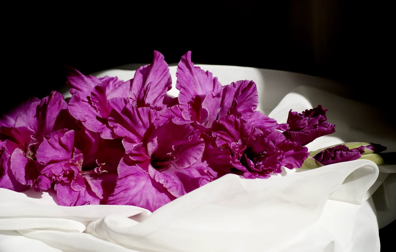 Photo wallpaper light, flowers, background, gladiolus, background