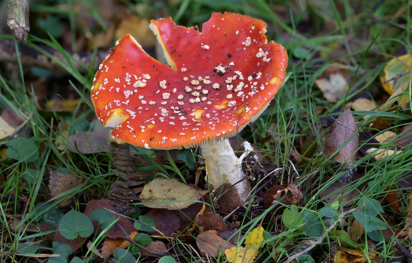Photo wallpaper leaves, mushrooms, mushroom