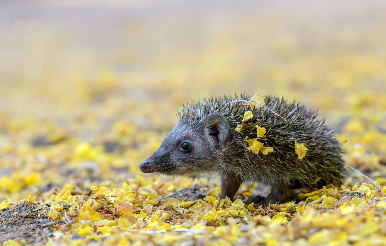 Photo wallpaper nature, background, hedgehog