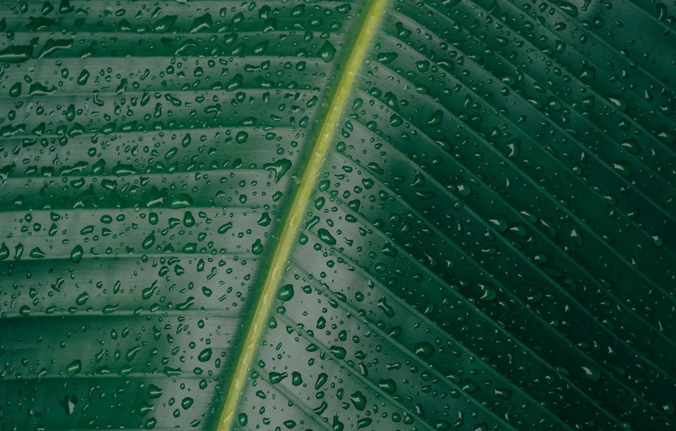 Photo wallpaper greens, leaves, water, drops