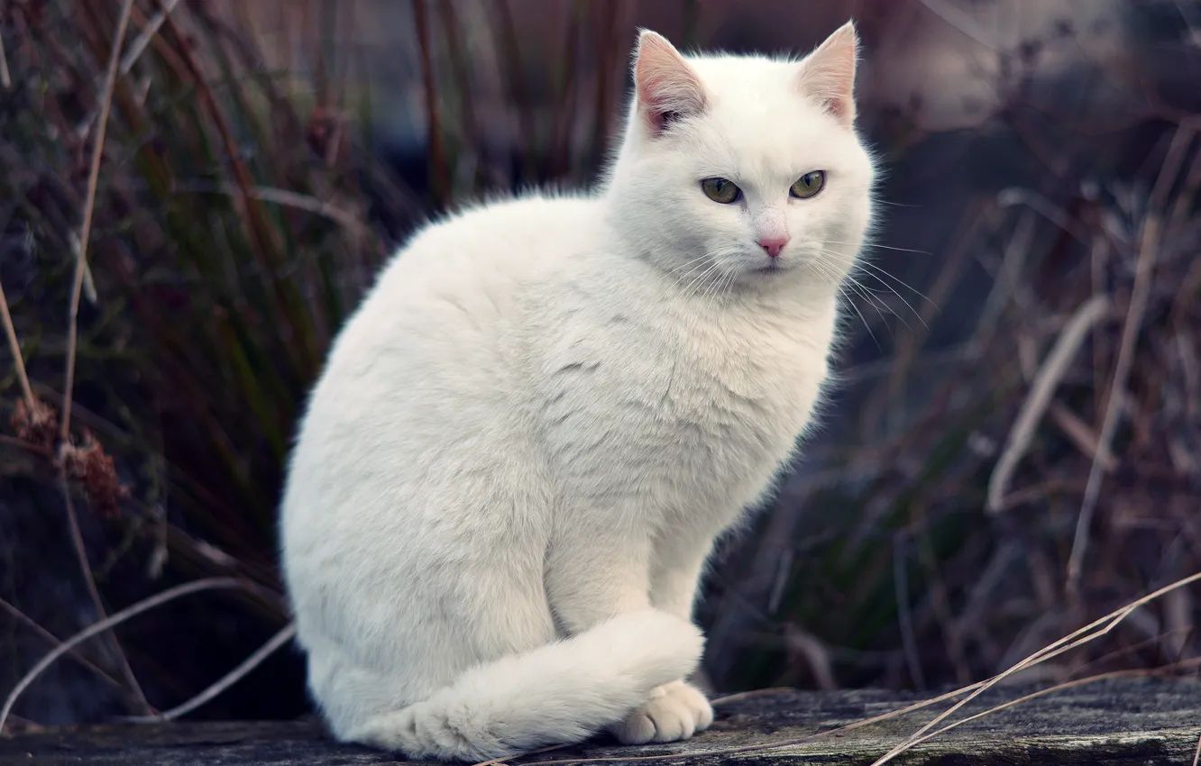 Photo wallpaper cat, white, grass, cat, bokeh