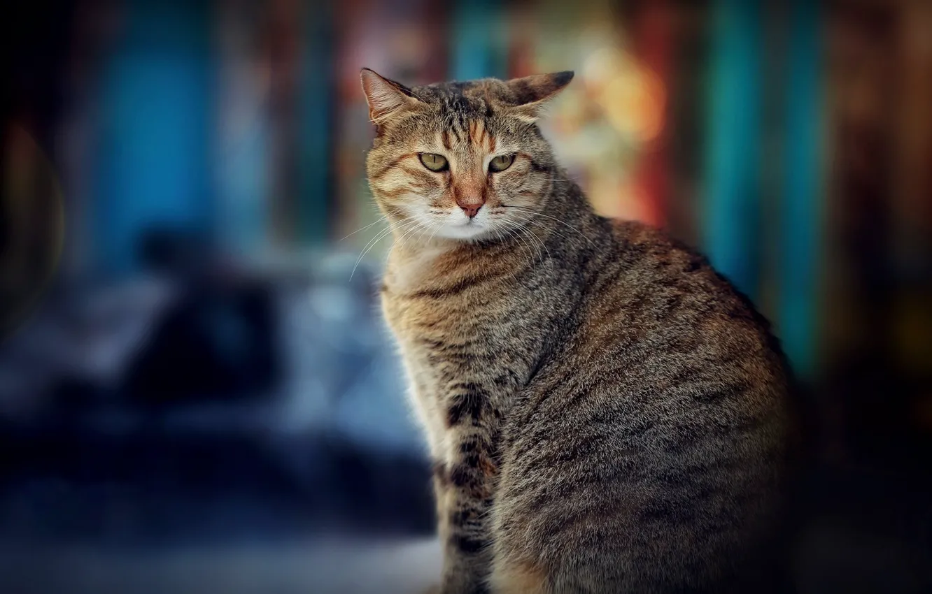 Photo wallpaper cat, bokeh, cat