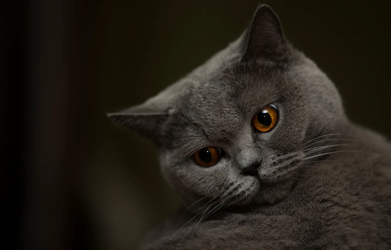 Photo wallpaper eyes, cat, muzzle