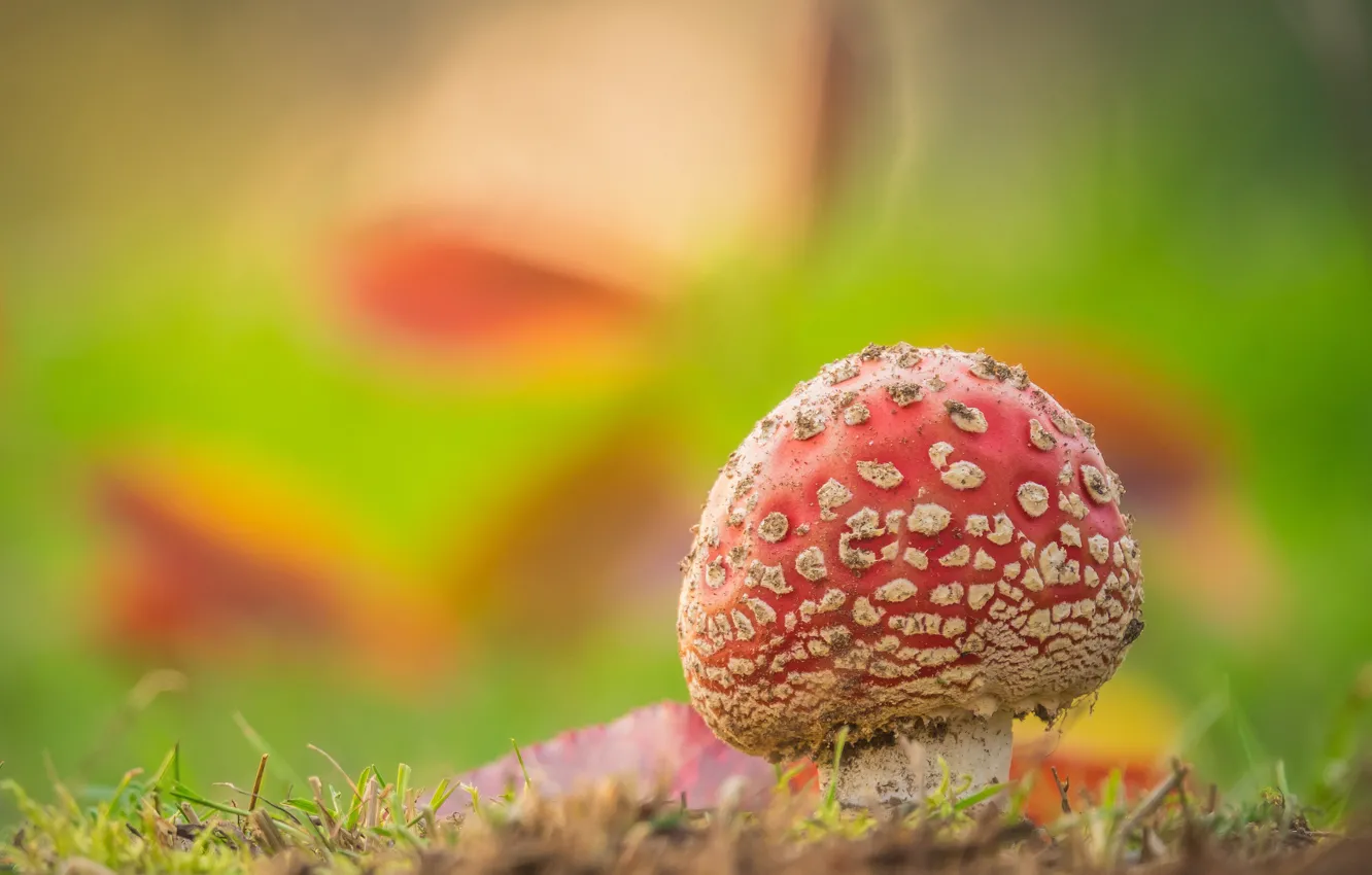 Photo wallpaper nature, mushrooms, mushroom, weed