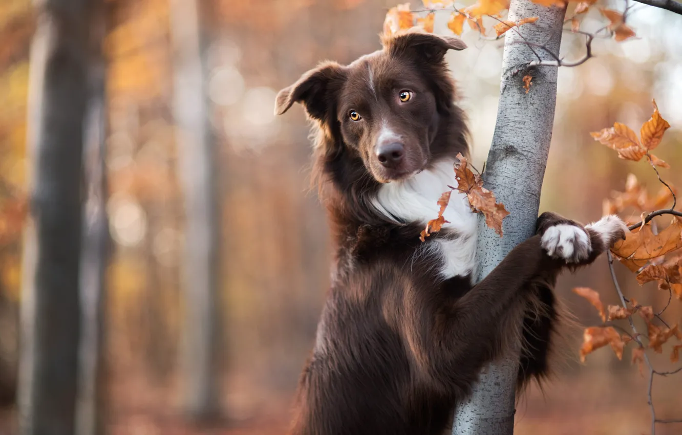 Photo wallpaper autumn, forest, look, face, leaves, branches, pose, Park