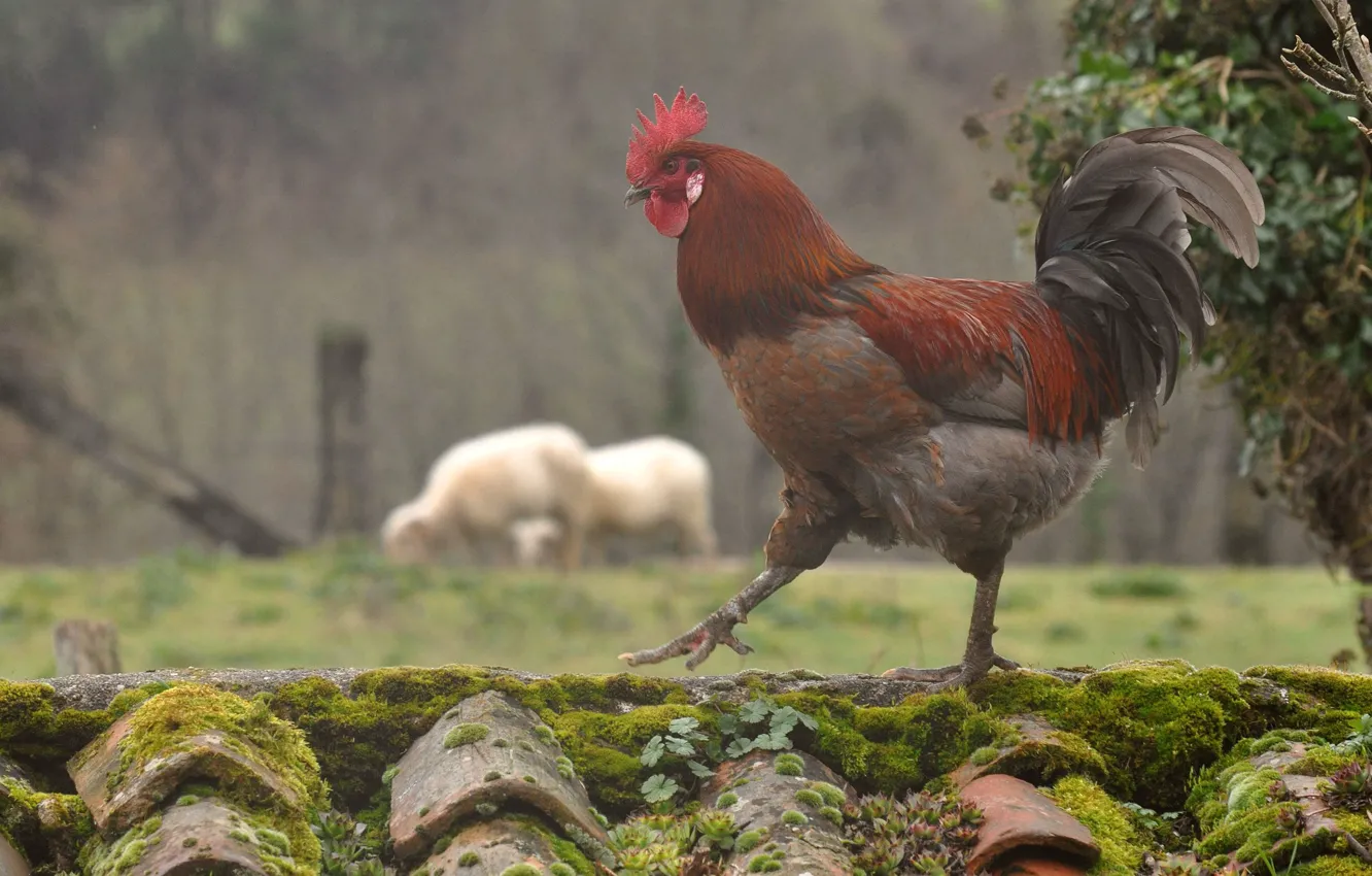 Photo wallpaper bird, moss, cock, tile