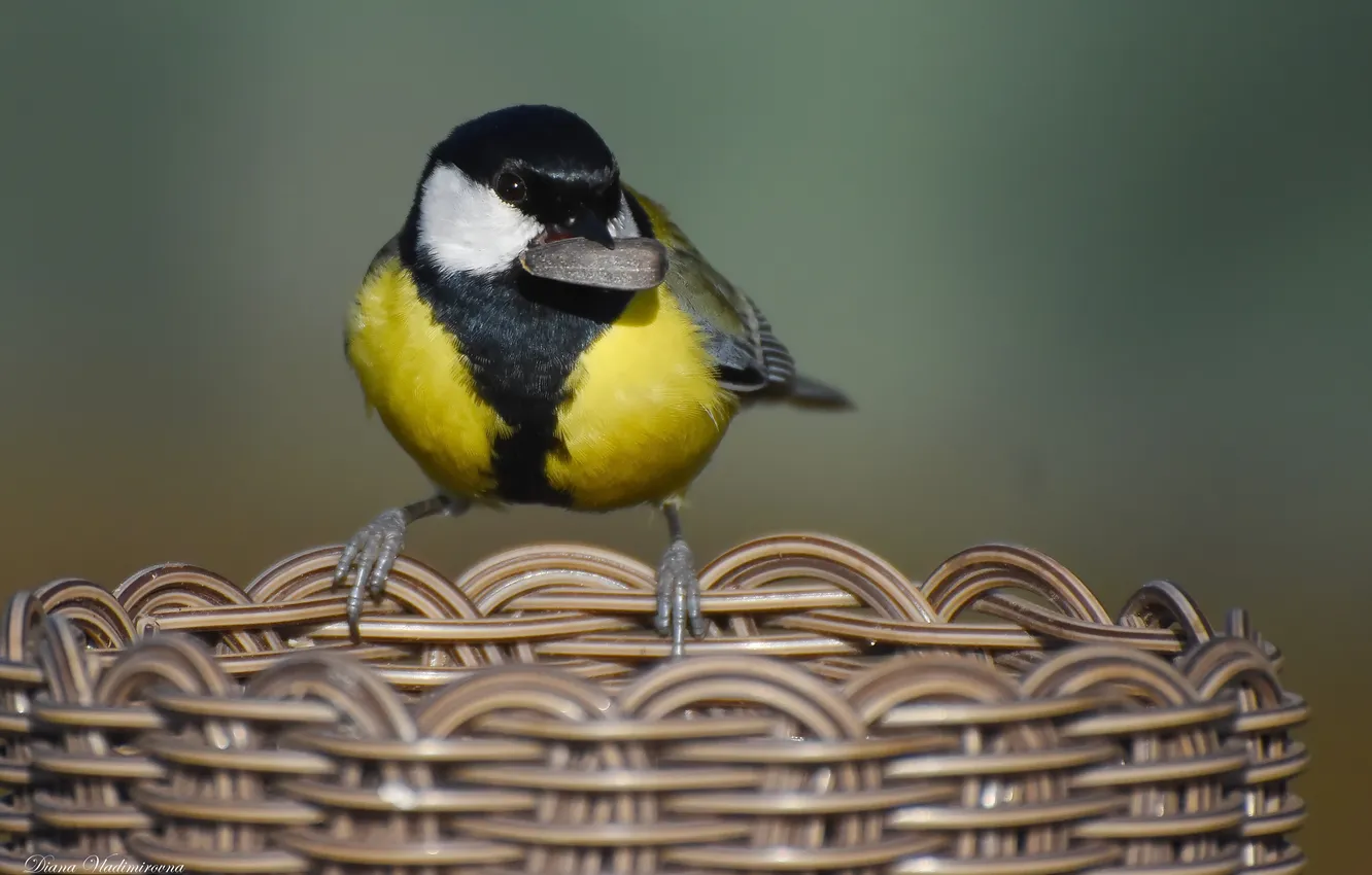 Photo wallpaper bird, photohunt, Big tit