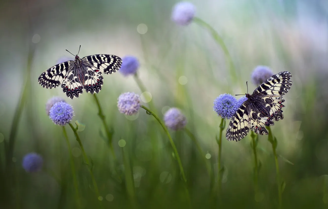 Photo wallpaper grass, macro, butterfly, flowers, nature, pair, bokeh, Roberto Aldrovandi