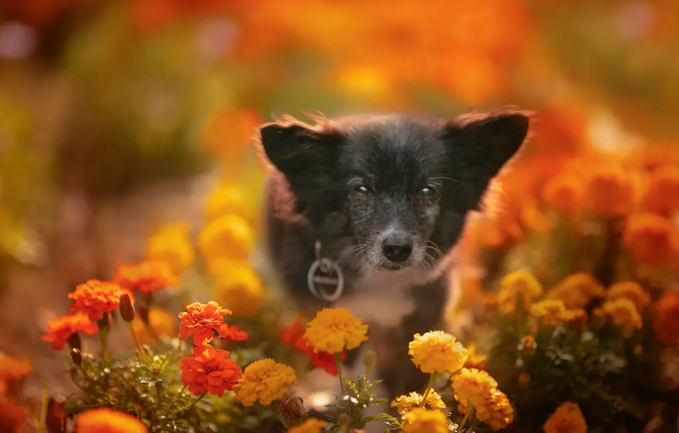 Photo wallpaper look, flowers, dog, face, bokeh, doggie, marigolds