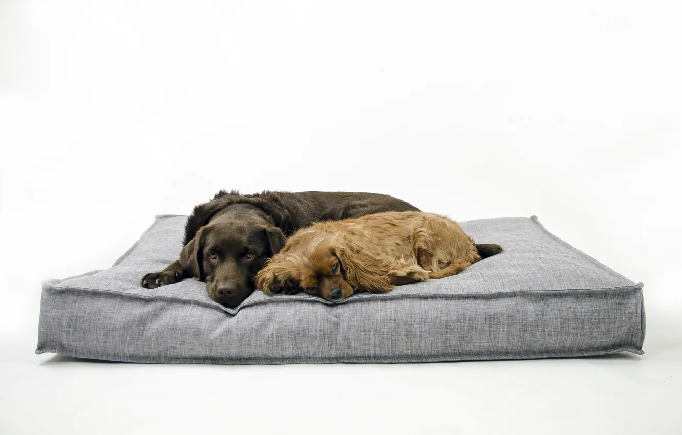 Photo wallpaper background, home, dog