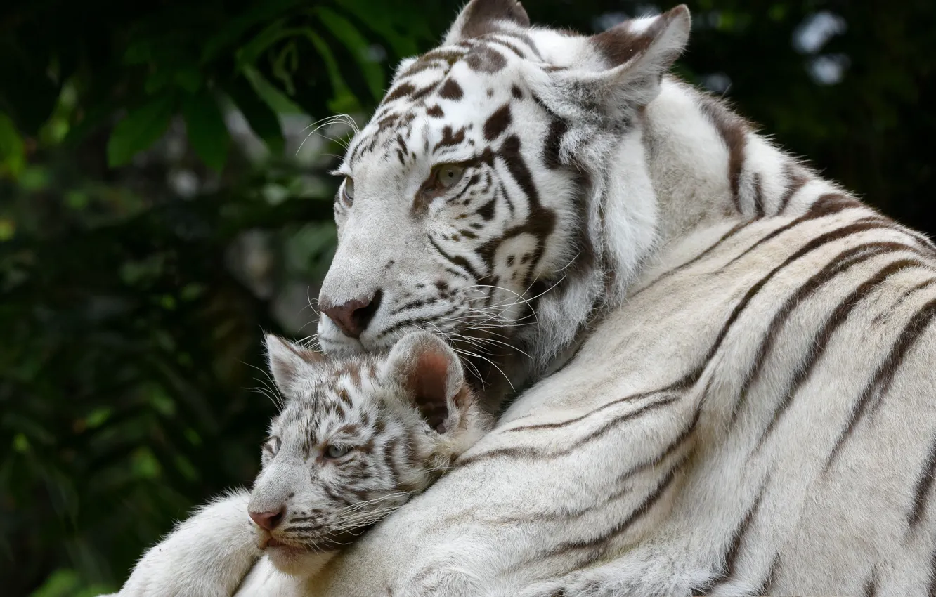 Photo wallpaper white, tiger, baby, mom