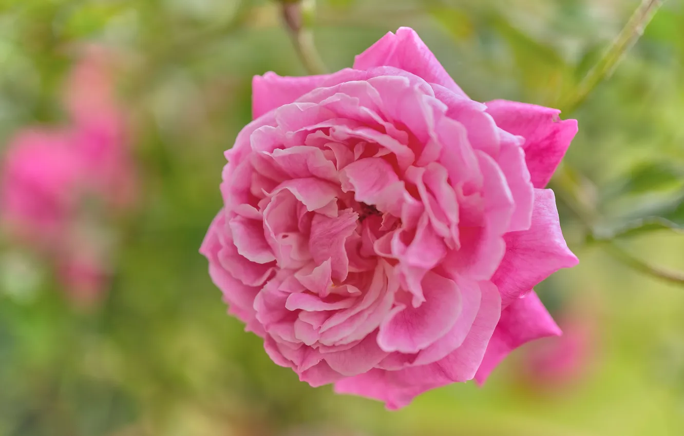 Photo wallpaper pink, roses, flowers, bokeh, macro, blur