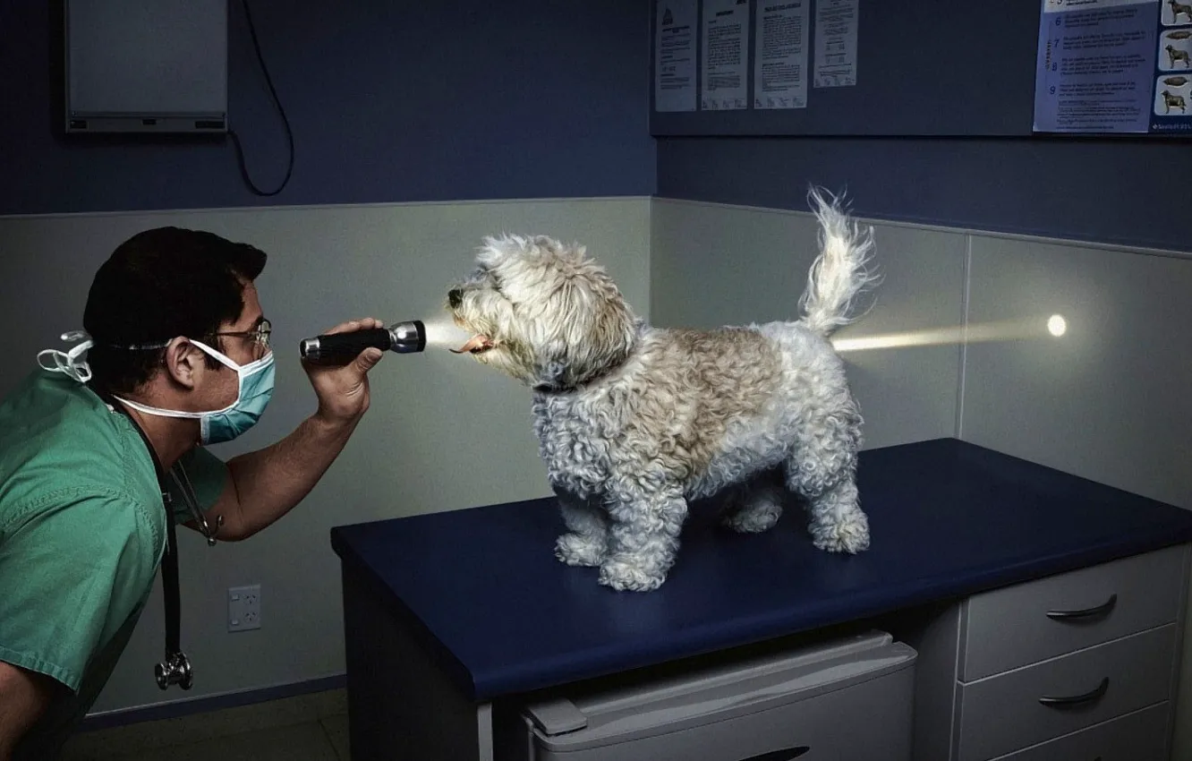 Photo wallpaper light, the vet, flashlight