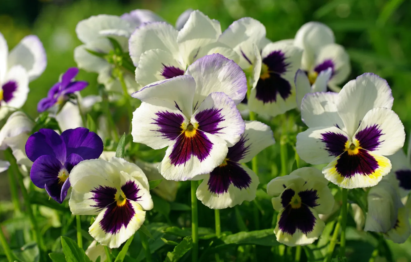 Photo wallpaper macro, Pansy, viola, motley