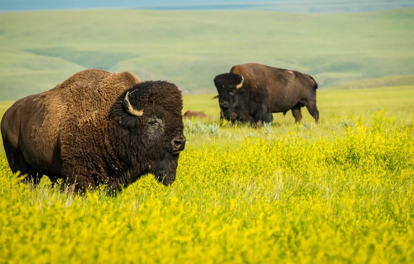 Photo wallpaper field, animals, land, plant, mammal, bison, animal themes, animals in the wild